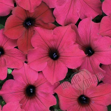 Насіння квітів петунії ампельної Даймонд F1, 10 шт (драже), пурпуровий