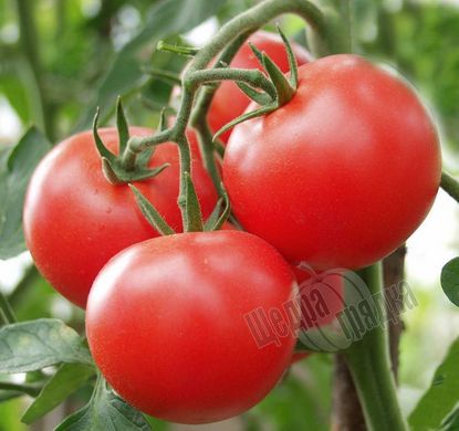 Насіння томату (помідора) Сіта F1