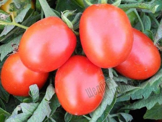 Насіння томату (помідора) Бінго F1