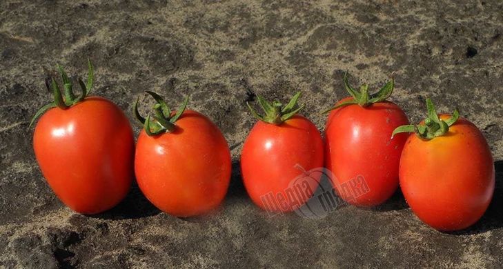 Насіння томату (помідора) Бінго F1