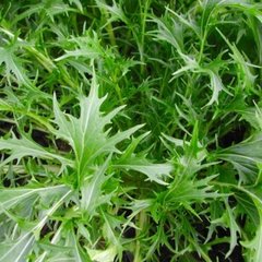 Семена салата Мизуна зеленая (Hem Zaden B.V.), 0,5 г