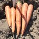 Семена моркови Сиркана F1, 400 шт.