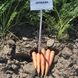Семена моркови Сиркана F1, 400 шт.