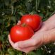 Насіння томату (помідора) Ріхам F1