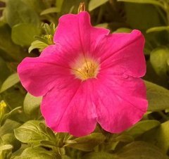 Семена цветов петунии грандифлоры Игл, 1000 шт (драже), розовый