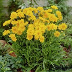 Насіння квітів кореопсісу Санрайз, 100 шт, жовтий