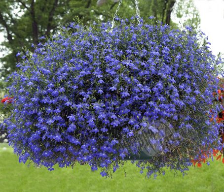 Насіння квітів лобелії Палац, 1000 шт. (мультидраже), синій з вічком