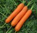 Насіння моркви Сатурно F1, 25 000 шт