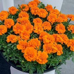 Насіння квітів чорнобривців Чика, 200 шт., помаранчевий