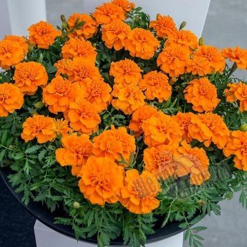 Семена цветов бархатцев Чика, 200 шт., оранжевый