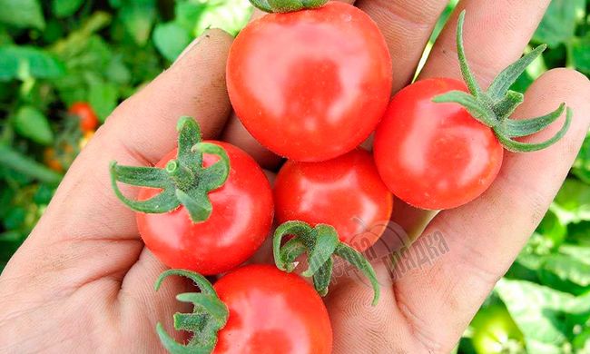 Семена томата (помидора) Стромболино (UG 205) F1