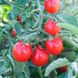 Семена томата (помидора) Стромболино (UG 205) F1