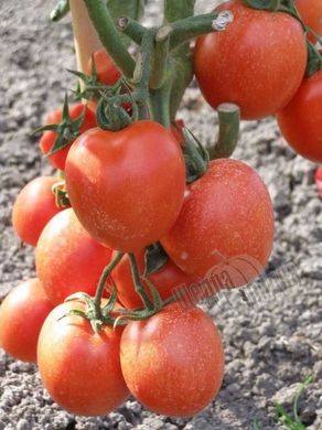 Семена томата (помидора) Тойото F1