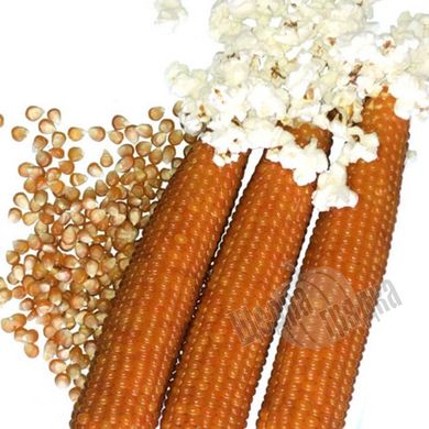 Семена кукурузы попкорн Эстрелла F1, 20 шт