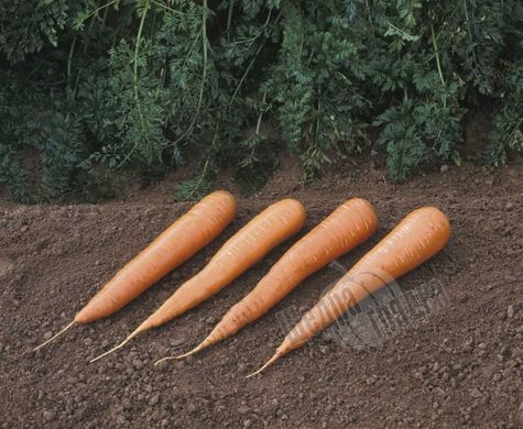Семена моркови Каротан, 50 г.
