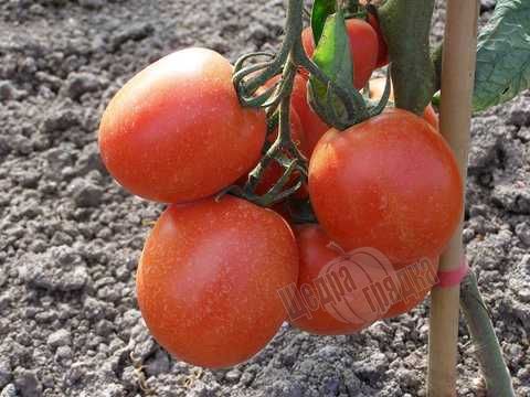 Семена томата (помидора) Тойото F1