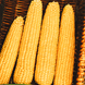 Семена кукурузы Мегатон F1, 30 г.