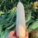 Семена кукурузы Николь F1, 15 шт