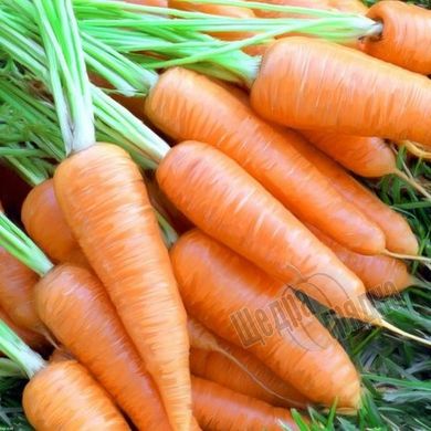 Насіння моркви Купар F1, 0,5 г