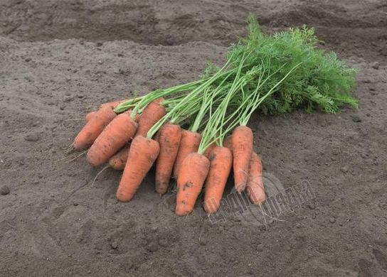 Насіння моркви Купар F1, 0,5 г