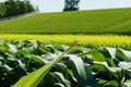 Как выращивать кукурузу в Украине