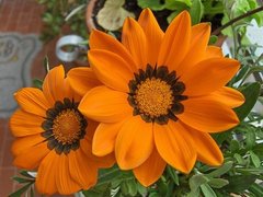 Насіння квітів газанії Кісс F1, 100 шт, помаранчевий