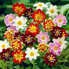 Насіння квітів жоржини Колорит Денді