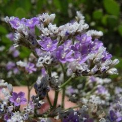 Насіння квітів статиці каспійської, 0,5 г, фіолетовий