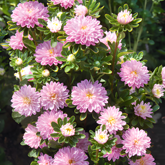 Насіння квітів айстри Трубадур, 1 г., ніжно-рожевий