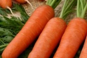 Выращиваем шикарную морковь. Часть 1.