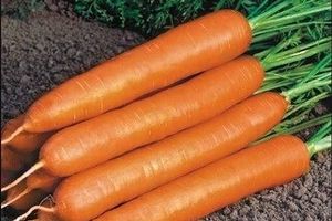 Выращиваем шикарную морковь. Часть 3.