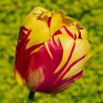 Луковицы тюльпана Техас Флейм (Texas Flame), 2 шт.