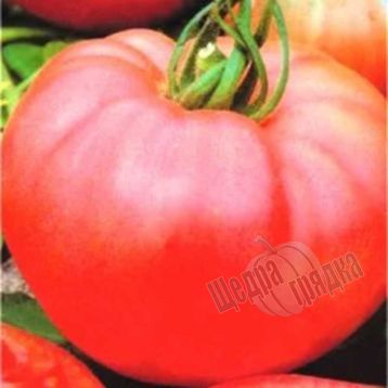 Насіння томату (помідора) Рожевий гігант