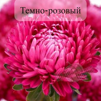 Семена цветов астры Леди Корал, 1 г., темно-розовый