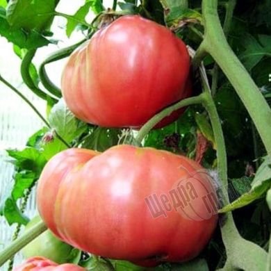 Семена томата (помидора) Розовый гигант