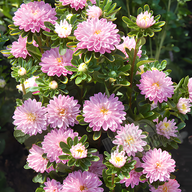 Семена цветов астры Трубадур, 1 г., нежно-розовый