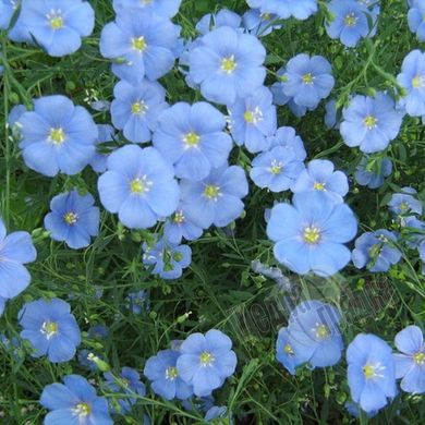 Насіння квітів льону багаторічного, 0,3 г, блакитний