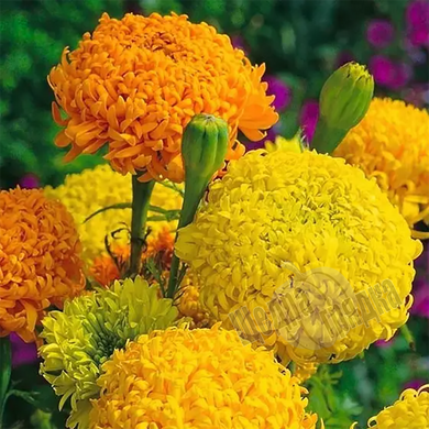 Насіння квітів чорнобривців Фантастік, 0,3 г, суміш