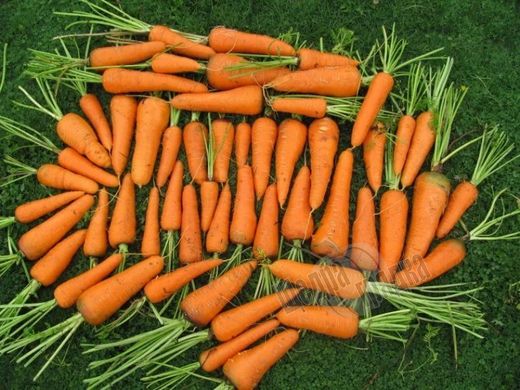 Семена моркови Каскад F1