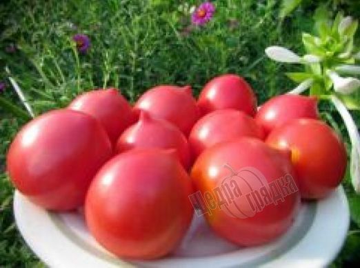Семена томата (помидора) Оливия F1