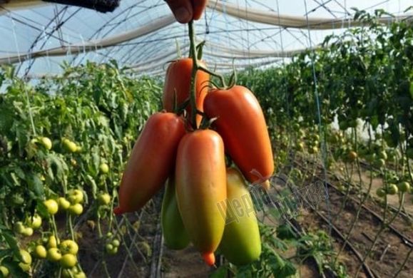Насіння томату (помідора) Айдар F1, 10 шт
