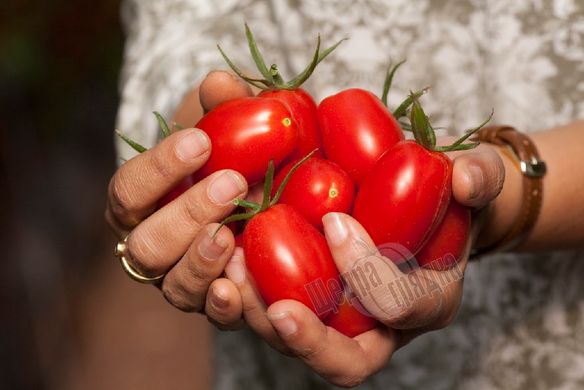 Насіння томату (помідора) Олівія F1