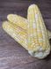 Семена кукурузы Дефендер F1, 20 шт