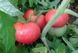 Насіння томату (помідора) Рожевий гігант