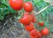Семена томата (помидора) Солероссо F1
