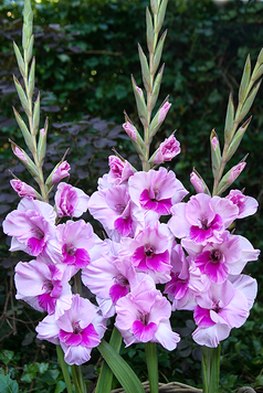 Цибулини гладіолуса RUFFLED Сакраменто (Sacramento), 2 шт.