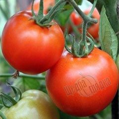Семена томата (помидора) Полбиг F1