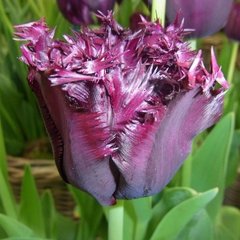 Цибулини тюльпана Блек Джевел (Black Jewel), 2 шт.
