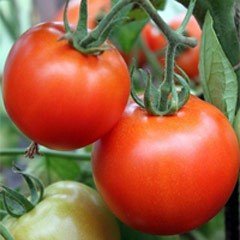 Насіння томату (помідора) Полбіг F1