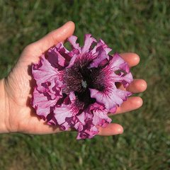Семена цветов петунии грандифлоры Супербиссима, 0,01 г., розовый